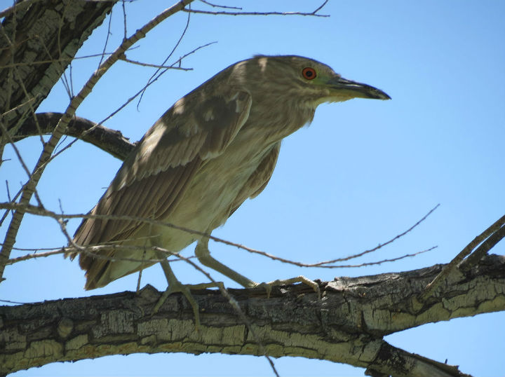 Black-crowned Night-heron.